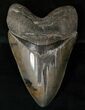 Sharp, Glossy Megalodon Tooth #16561-1